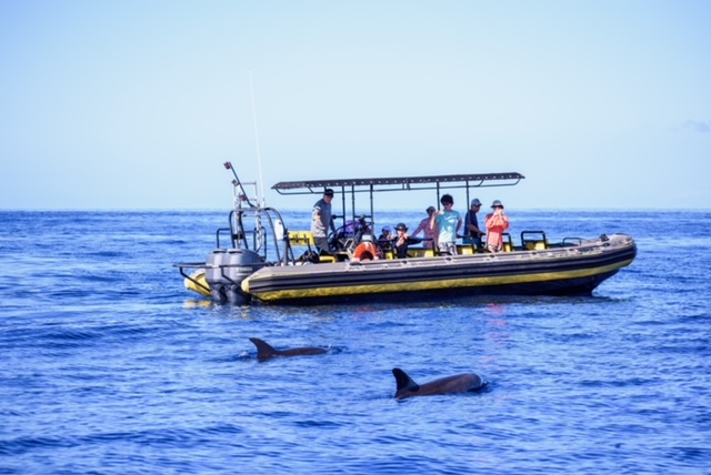 Hawaii Marine Life Charters