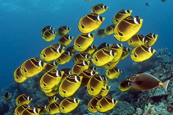 reef 4